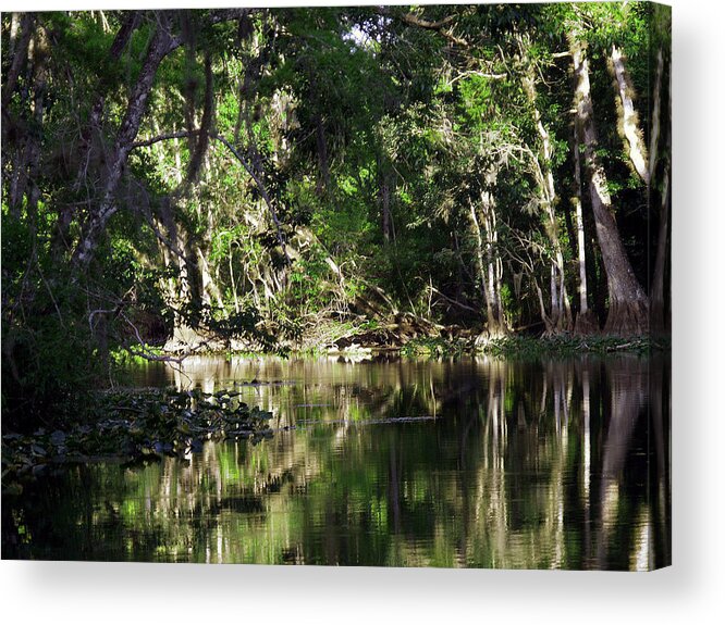 Ocklawaha River Acrylic Print featuring the photograph Up The Lazy River by Bob Johnson