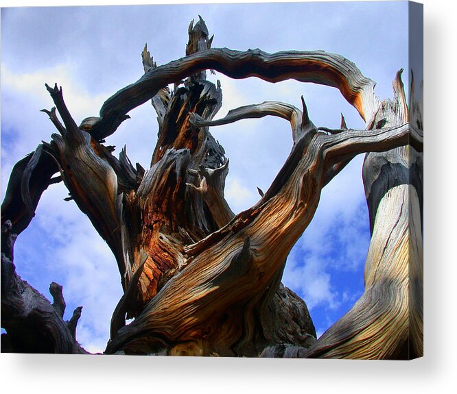 Tree Roots Acrylic Print featuring the photograph Uprooted Beauty by Shane Bechler