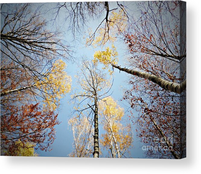 Birches Acrylic Print featuring the photograph Upside down autumn by Amalia Suruceanu