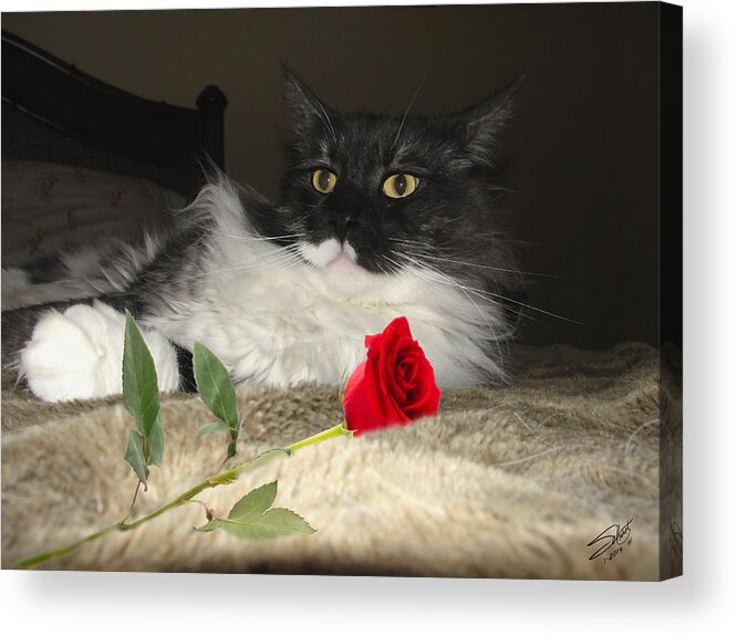 Valentine Acrylic Print featuring the painting Valentine Cat by M Spadecaller