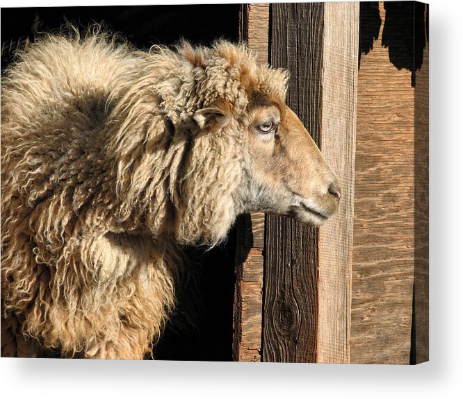 Icelandic Sheep Acrylic Print featuring the photograph Waiting for the shearer by Kathleen Bishop