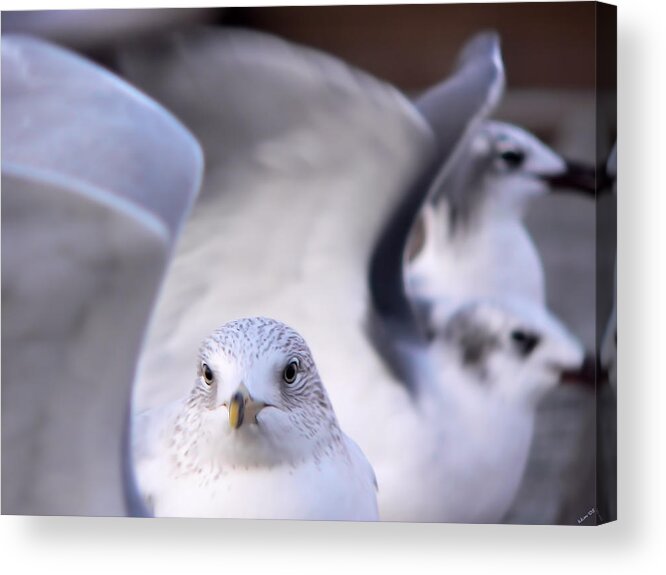 Waiting In The Wings Acrylic Print featuring the photograph Waiting In The Wings by Kathy K McClellan