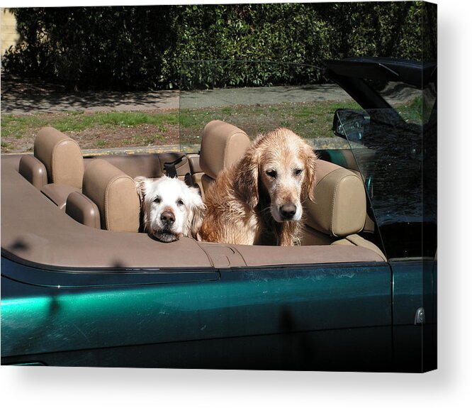 Dogs Acrylic Print featuring the photograph Waiting Patiently by Cheryl Hoyle