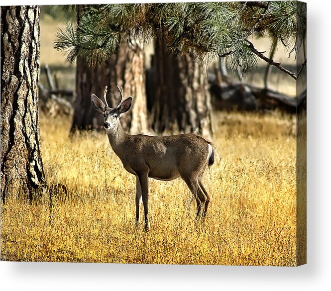 Deer Acrylic Print featuring the photograph Watchful Young Buck by Abram House