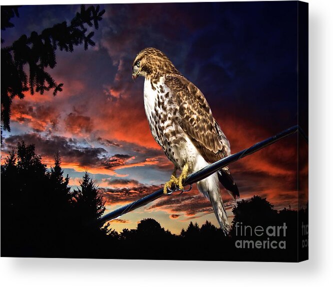 Bird Of Prey Acrylic Print featuring the photograph Watching the Sun Set by Andrea Kollo