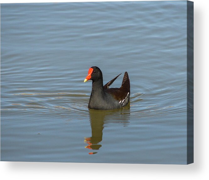 Duck Acrylic Print featuring the photograph Moorhen II by Carl Moore