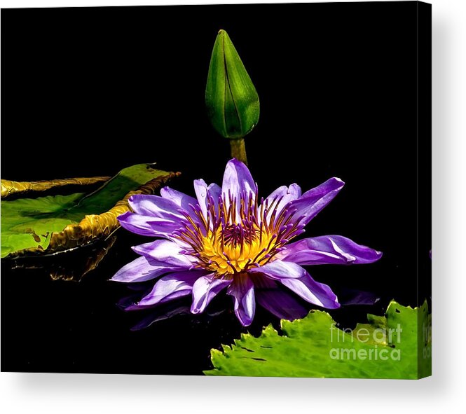 Aquatic Acrylic Print featuring the photograph Water Lily 2014-6 by Nick Zelinsky Jr