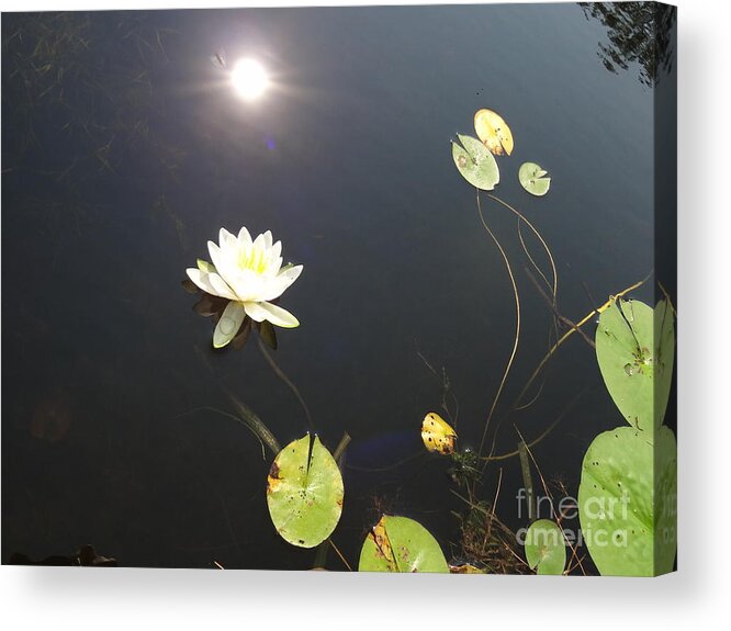 Water Lily Acrylic Print featuring the photograph Water Lily by Laurel Best