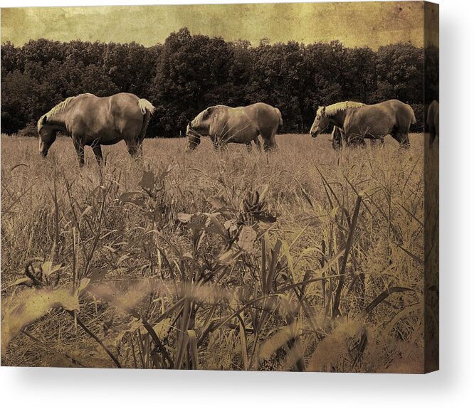 Horse Acrylic Print featuring the photograph We're a Team by Scott Kingery