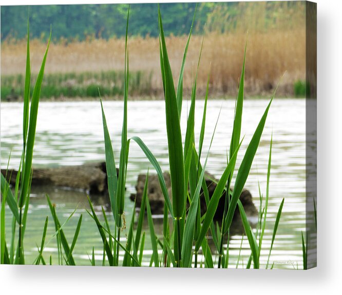 Wetland Acrylic Print featuring the photograph Wetland Grass 2 by Shawna Rowe