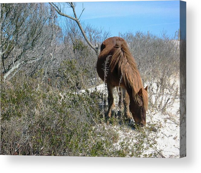 Horse Acrylic Print featuring the photograph What do I see here? by Photographic Arts And Design Studio