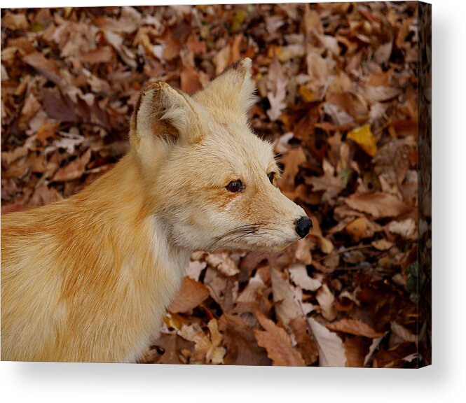 Fox Acrylic Print featuring the photograph What does the Fox say? by Richard Reeve