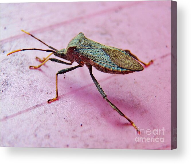 Insect Acrylic Print featuring the photograph What is it by Judy Via-Wolff