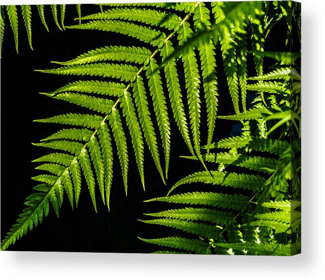 Cinnamon Acrylic Print featuring the photograph Where the Green Fern Grows by Louis Dallara