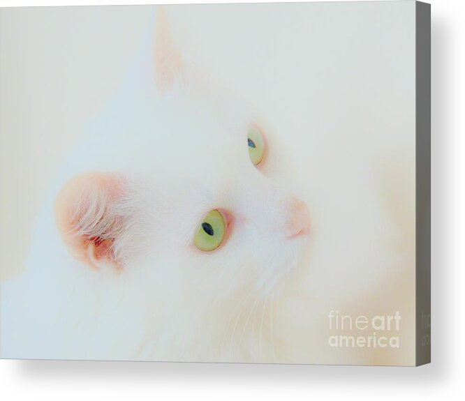 White Cat Acrylic Print featuring the photograph Whisper White by Judy Via-Wolff