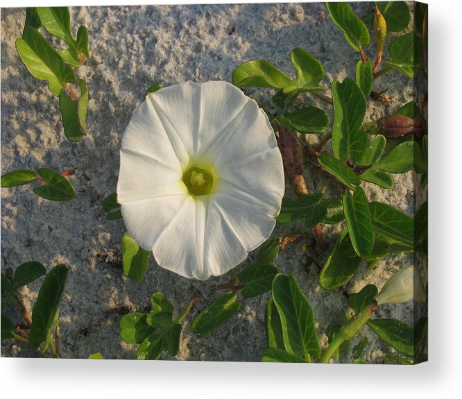 Landscape Acrylic Print featuring the photograph White Beach Flower by Ellen Meakin