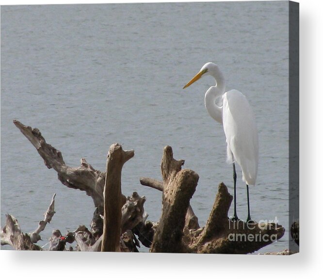 White Egret Acrylic Print featuring the photograph White Egret by Jimmie Bartlett