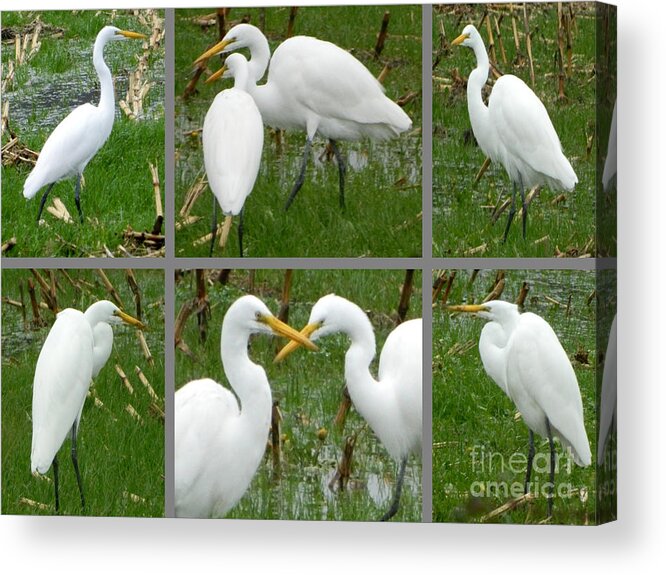 Birds Acrylic Print featuring the photograph White Egrets by Gallery Of Hope 