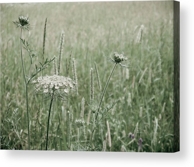 Pixels Acrylic Print featuring the photograph White flower in a meadow by Rob Huntley