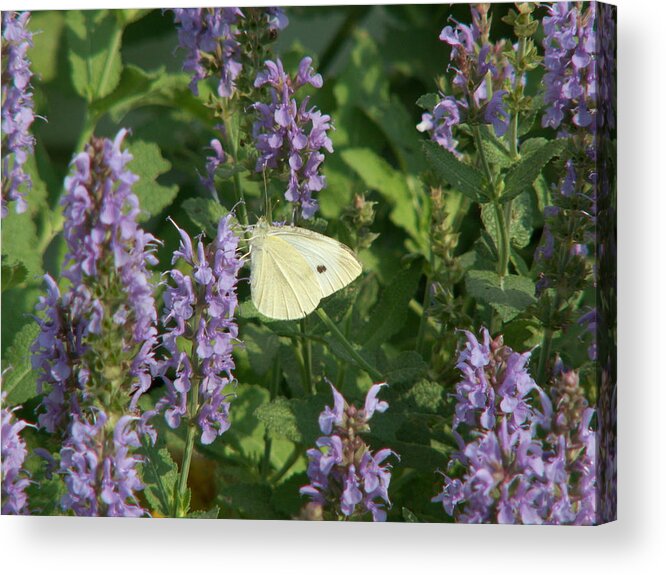 Sage Acrylic Print featuring the photograph White on Purple Sage by Lisa Blake