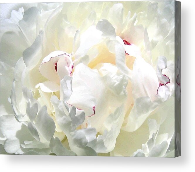 White Peony Acrylic Print featuring the photograph White Peony by Will Borden