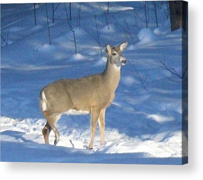 Wildlife Acrylic Print featuring the photograph White Tail Deer by Brenda Brown