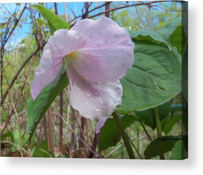 Nature Acrylic Print featuring the photograph White Trillium pink phase by David Pickett
