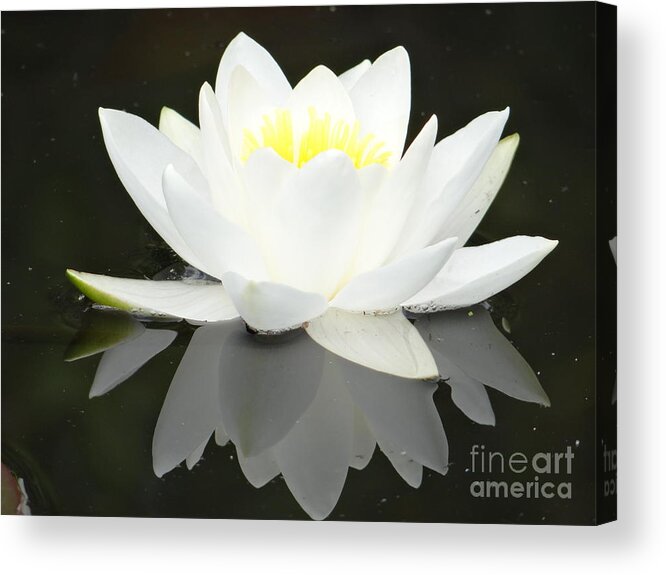 Lily Acrylic Print featuring the photograph White water lily and black background by Karin Ravasio