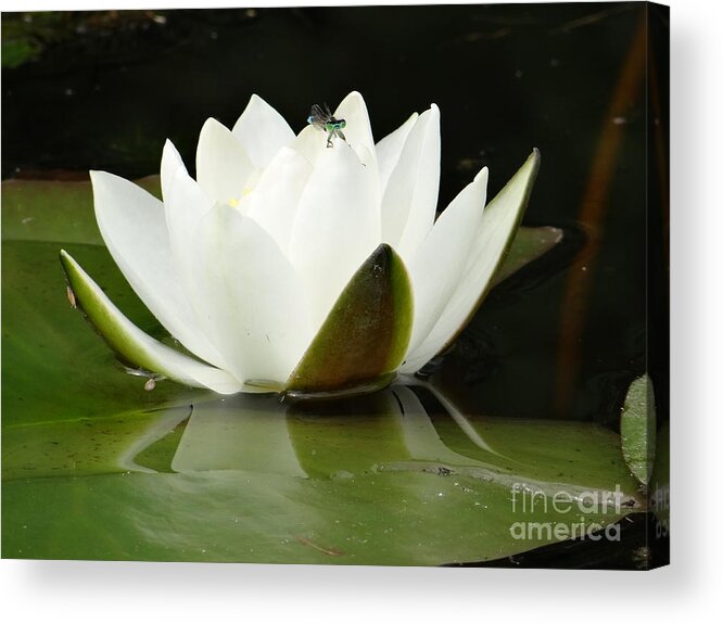 Water Lily Acrylic Print featuring the photograph White water lily with blue dragonfly by Karin Ravasio