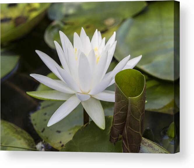 Water Lily Acrylic Print featuring the photograph White Water Lily with Curiously Scrolled Leaf by Steven Schwartzman