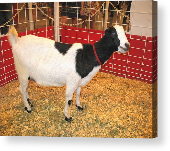 Handsome Acrylic Print featuring the photograph Who Ate the Walls? Maybe the Blue-Eyed Goat by Connie Fox