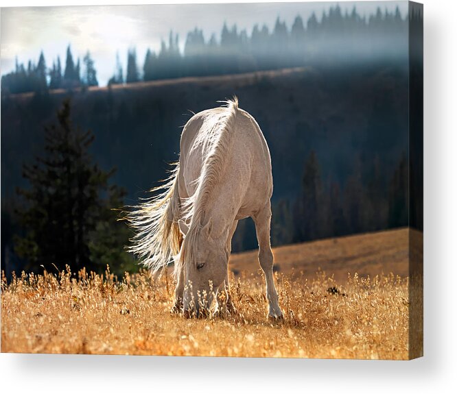 Animals Acrylic Print featuring the photograph Wild Horse Cloud by Leland D Howard