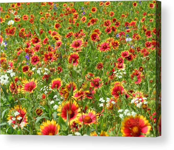 Wild Flower Acrylic Print featuring the photograph Wild Red Daisies #3 by Robert ONeil