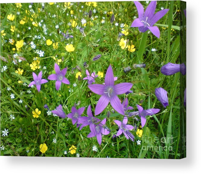 Beauty Acrylic Print featuring the photograph Wildflower Garden by Martin Howard