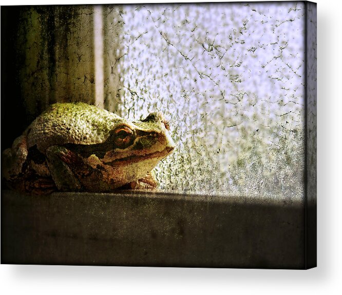 Frog Acrylic Print featuring the photograph Windowsill Visitor by Micki Findlay