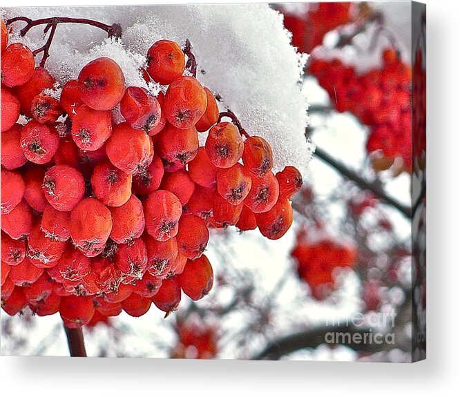 Red Acrylic Print featuring the photograph Winter Berries by Linda Bianic