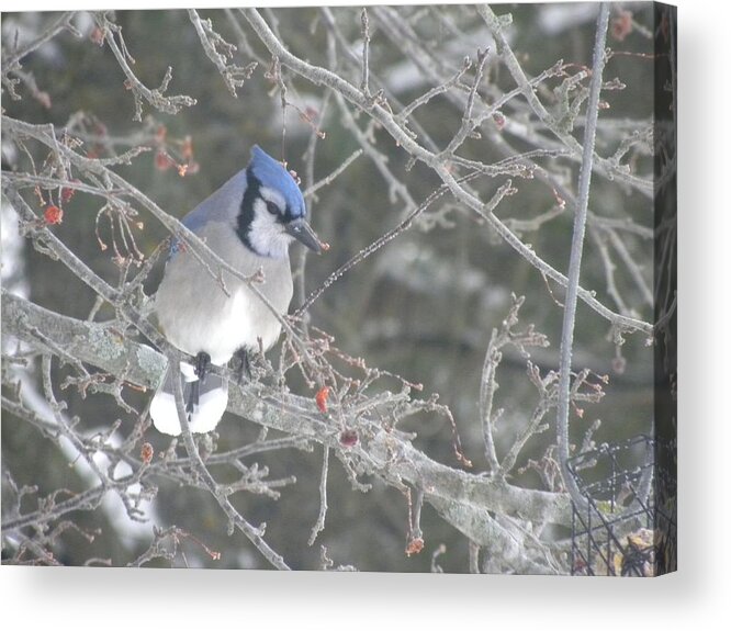 Winter Acrylic Print featuring the photograph Winter Blues by Peggy McDonald