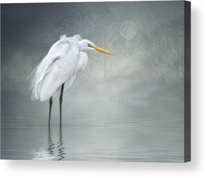 Great Egret Acrylic Print featuring the photograph Winter Breeze by Brian Tarr