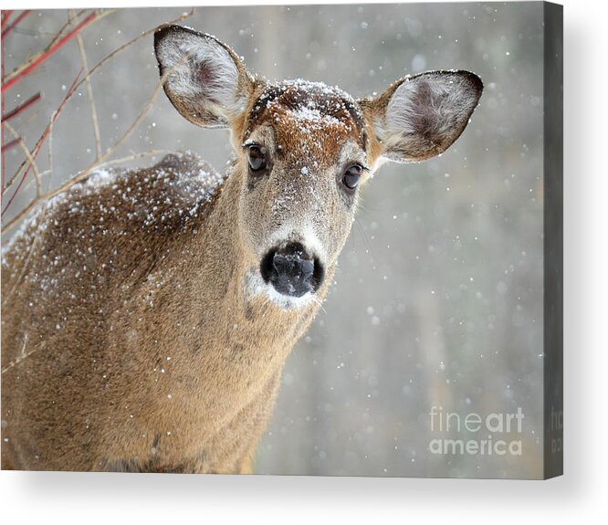 Deer Acrylic Print featuring the photograph Winter Buck by Amy Porter