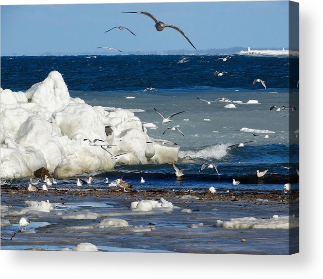 Winter Acrylic Print featuring the photograph Winter Flight by Dianne Cowen Cape Cod Photography