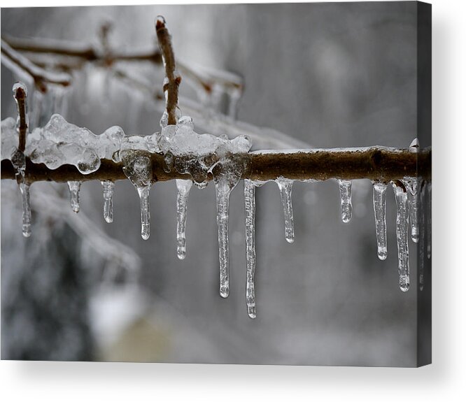 Winter Acrylic Print featuring the photograph Winter - Ice Drops by Richard Reeve