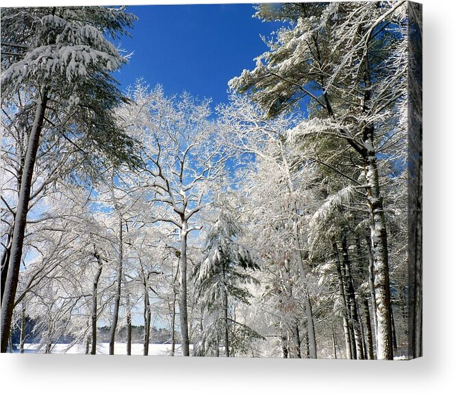 Winter Acrylic Print featuring the photograph Winter trees by Janice Drew