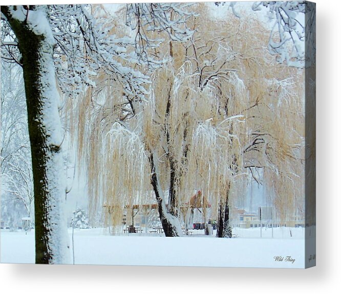 Willow Tree Acrylic Print featuring the photograph Winter Willow by Wild Thing