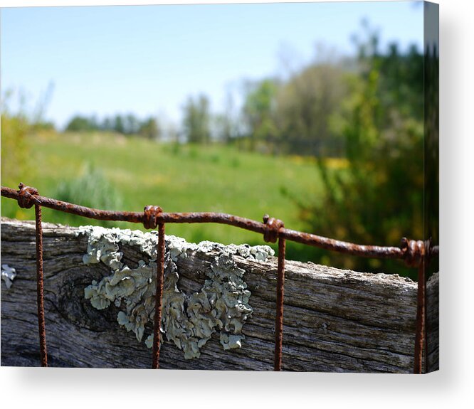 Wire Acrylic Print featuring the photograph Wire and Lichen by Richard Reeve