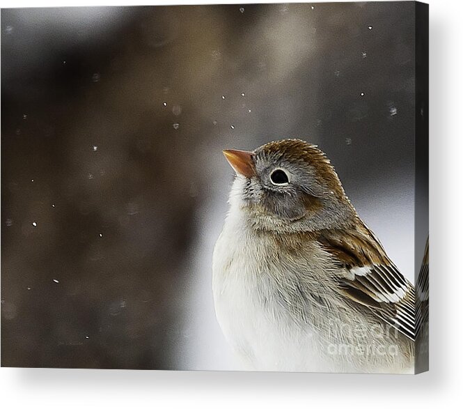 Wildlife Acrylic Print featuring the photograph Wishing upon a Snowflake by Jan Killian