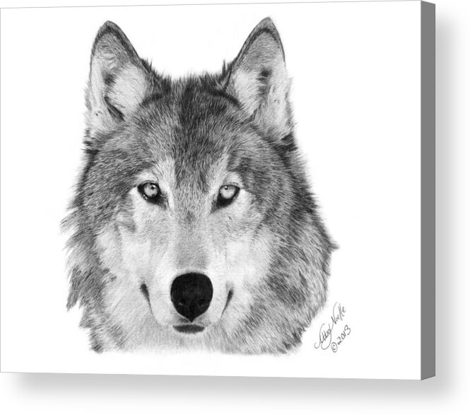  Wolf Acrylic Print featuring the drawing Wolf - 004 by Abbey Noelle