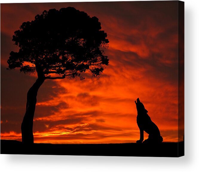 Wolf Acrylic Print featuring the photograph Wolf Calling For Mate Sunset Silhouette Series by David Dehner