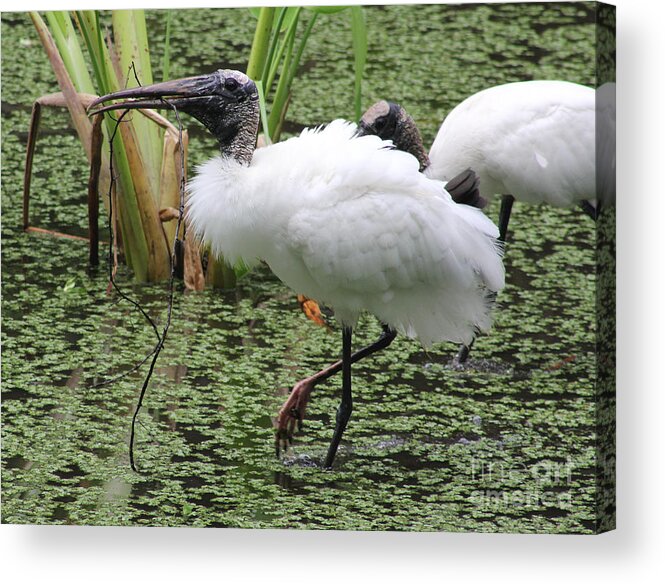 Bird Acrylic Print featuring the photograph Wood Stork by Rosemary Aubut