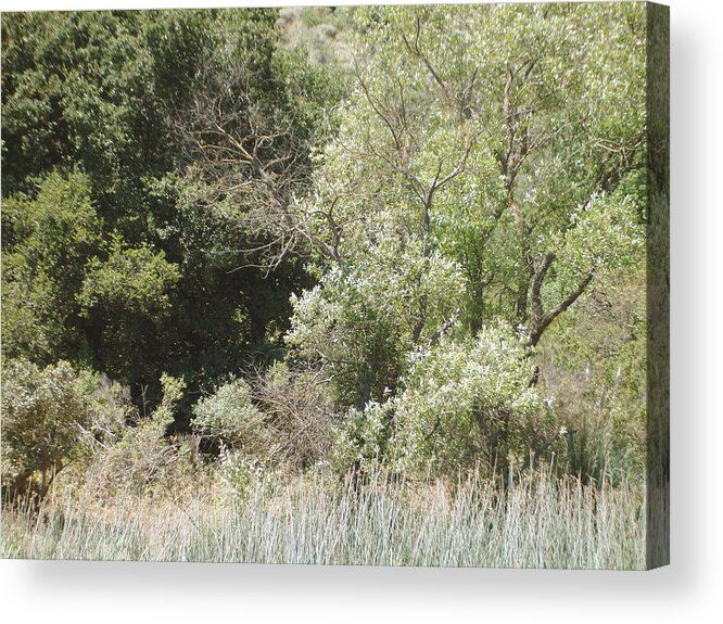 Woods Acrylic Print featuring the photograph Woods by the lake by Hiroko Sakai