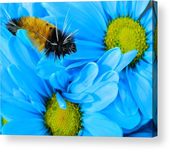 Oregon Acrylic Print featuring the photograph Woolly Bear on Blue Daisies by Gallery Of Hope 